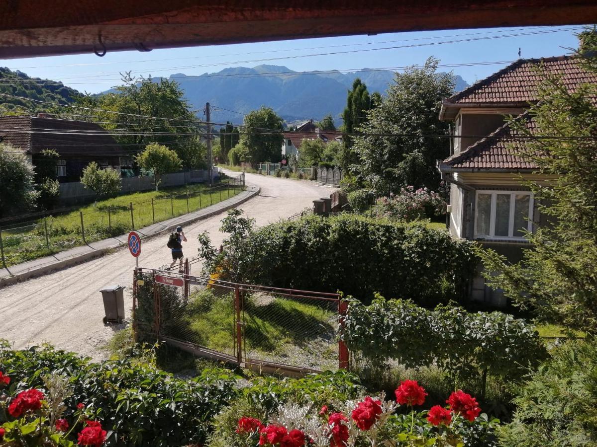 Vila Ovi Hotel Bran  Exterior photo